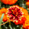 75 Mixed Colors PERSIAN CARPET ZINNIA Zinnia Haageana Flower Seeds