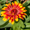 75 Mixed Colors PERSIAN CARPET ZINNIA Zinnia Haageana Flower Seeds