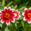 75 Mixed Colors PERSIAN CARPET ZINNIA Zinnia Haageana Flower Seeds