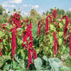 500 LOVE LIES BLEEDING Amaranthus Caudatus (Kiss Me Over The Garden Gate) Flower Seeds
