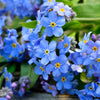 500 Blue FORGET ME NOT Myosotis Sylvatica Shade or Sun Perennial Flower Seeds