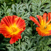 1500 MIKADO POPPY Red Orange California Poppy Flower Eschscholzia Californica Seeds