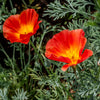 1500 MIKADO POPPY Red Orange California Poppy Flower Eschscholzia Californica Seeds
