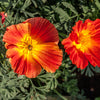 1500 MIKADO POPPY Red Orange California Poppy Flower Eschscholzia Californica Seeds