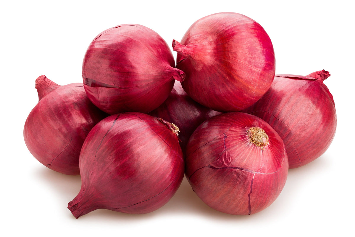 Red Burgundy Onion Seeds – Allium Cepa Vegetable – photo 2