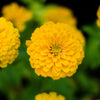 250 Yellow CANARY BIRD ZINNIA Elegans Flower Seeds