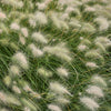 30 WHITE FOUNTAIN GRASS Pennisetum Villosum Ornamental Flower Seeds
