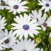 50 WHITE AFRICAN Cape DAISY Dimorphotheca Sinuata Flower Seeds