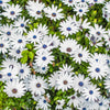 50 WHITE AFRICAN Cape DAISY Dimorphotheca Sinuata Flower Seeds