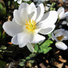 10 White BLOODROOT Sanguinaria Canadensis Shade Ground Cover Flower Seeds