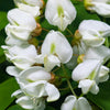 25 Flowering BLACK LOCUST TREE (Yellow Locust / False Acacia) Robinia Pseudoacacia Seeds