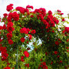 5 RED CLIMBING ROSE Rosa Bush Vine Climber Fragrant Butterfly Flower Seeds