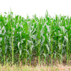 50 BLUE POPCORN Blue Kernels Pop White Corn Zea Mays Vegetable Seeds