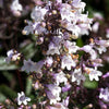 25 HUSKER RED PENSTEMON Digitalis Foxglove Beardtongue White Flower Seeds