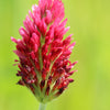 3000 CRIMSON CLOVER (Carnation, French, or Italian Clover) Trifolium Incarnatum Flower Seeds