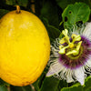 Yellow Passion Fruit Seeds – Vine Passiflora Edulis Flavicarpa Golden Passionfruit Purple & White Flower
