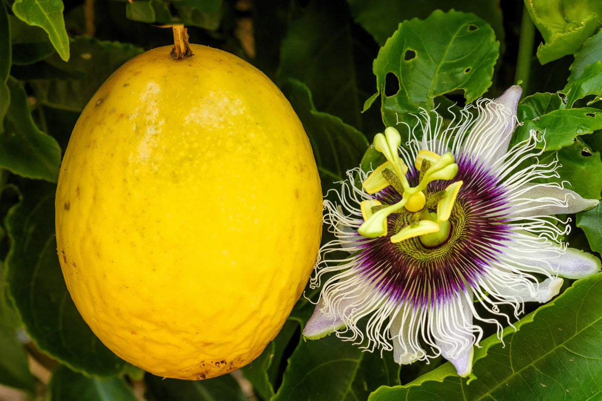 Yellow Passion Fruit Seeds – Vine Passiflora Edulis Flavicarpa Golden Passionfruit Purple & White Flower