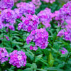 Tall Purple Phlox Seeds – Paniculata Garden Summer Native Hummingbird Flower – photo 7