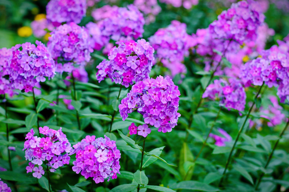 Tall Purple Phlox Seeds – Paniculata Garden Summer Native Hummingbird Flower – photo 7