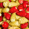 100 YELLOW WONDER STRAWBERRY Everbearing Heirloom Alpine Fragaria Vesca Yellow Berry Fruit Seeds