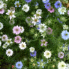 500 LOVE In A MIST PERSIAN Jewels Mixed Colors (Fennel Flower) Nigella Damascena Flower Seeds