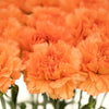 50 ORANGE CARNATION Dianthus Caryophyllus Chabaud Double Flower Seeds