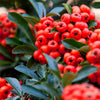 25 SCARLET FIRETHORN Pyracantha Coccinea Bush Shrub Flower Seeds