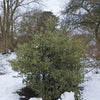 40 ENGLISH HOLLY Ilex Aquifolium aka European Common or Christmas Holly Evergreen Tree Shrub Berry Seeds