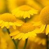 250 GOLDEN MARGUERITE DAISY Dyer's Yellow Chamomile Anthemis Tinctoria Kelwayi Cota Tinctoria  Paris Daisy Herb Flower Seeds