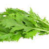 1000 GREEN MIZUNA MUSTARD Japanese Greens Brassica Juncea Herb Vegetable Seeds