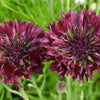 25 Black Garnet BACHELOR'S BUTTON / CORNFLOWER Centaurea Cyanus Flower Seeds