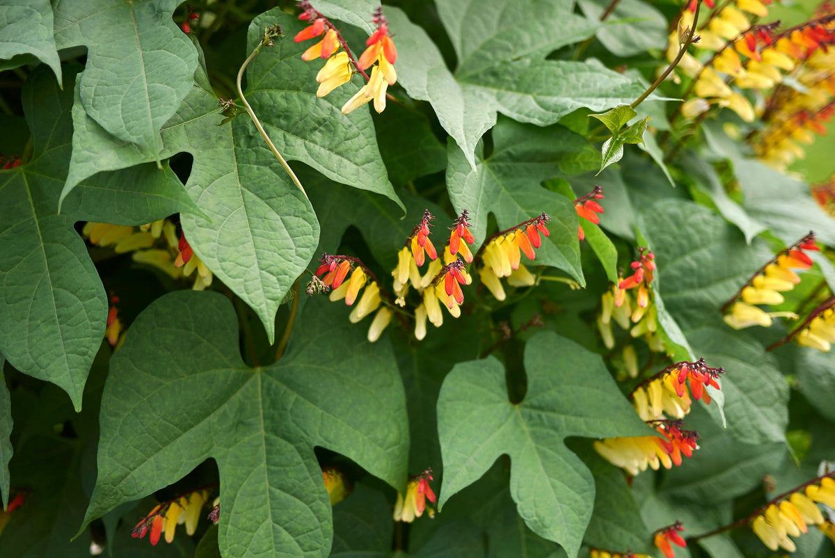 Firecracker Vine Seeds – Flower Mina Lobata Exotic Love Spanish Flag Ipomoea – photo 12