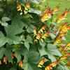 Firecracker Vine Seeds – Flower Mina Lobata Exotic Love Spanish Flag Ipomoea – photo 14