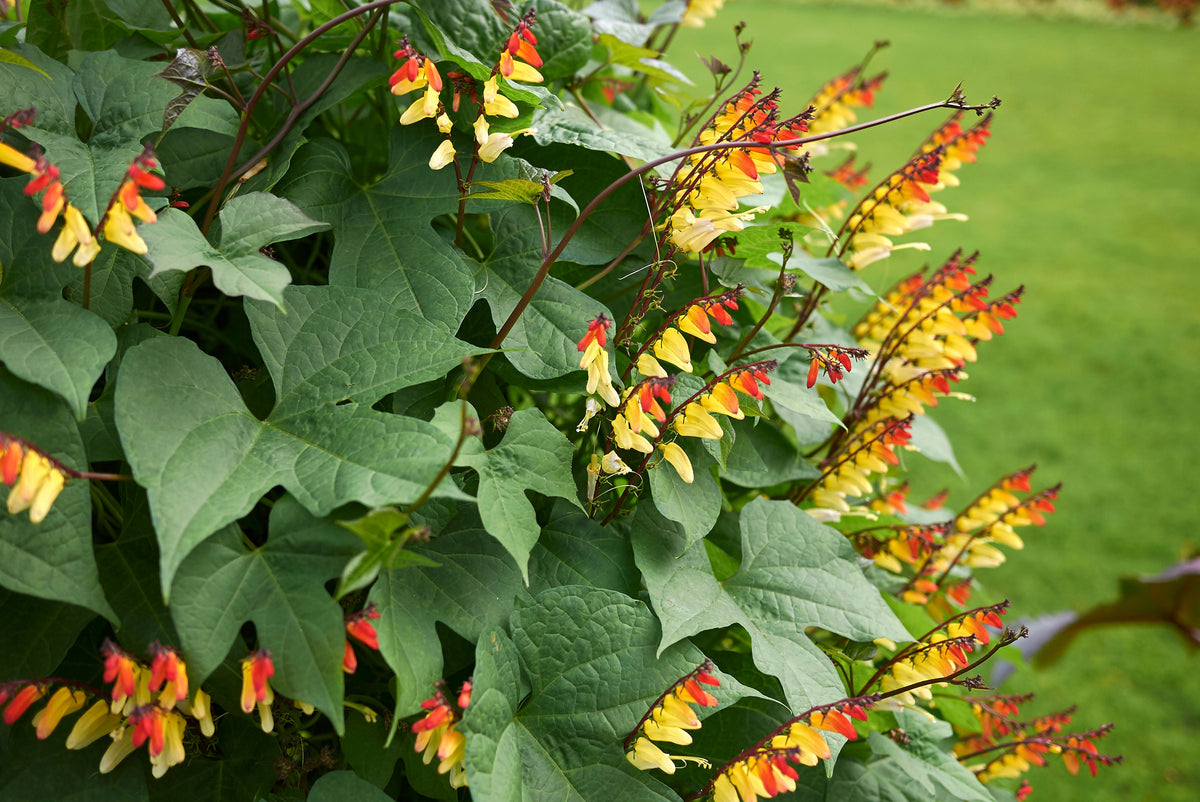 Firecracker Vine Seeds – Flower Mina Lobata Exotic Love Spanish Flag Ipomoea – photo 14