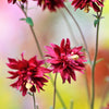 100 TALL DOUBLE COLUMBINE Aquilegia Vulgaris Mixed Colors Red, Pink, Purple, & White Flower Seeds