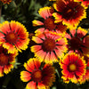 100 ARIZONA SUN GAILLARDIA Pulchella Indian Blanket Flower Seeds