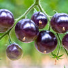 Purple Cherry Tomato Seeds – Lycopersicon Indeterminate Fruit Vegetable