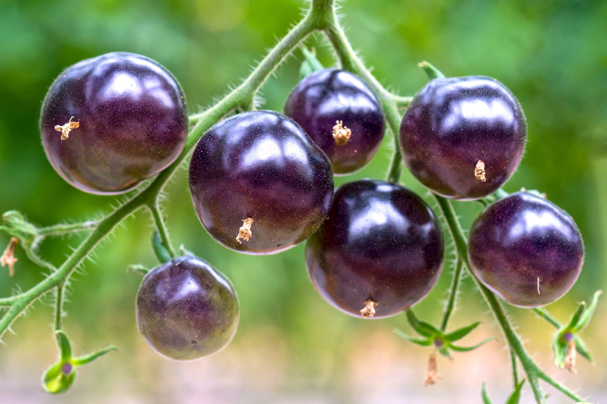 Purple Cherry Tomato Seeds – Lycopersicon Indeterminate Fruit Vegetable