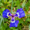 20 ALASKA IRIS Setosa Wild Flag Beachhead Blue Purple White Yellow Native Wetland Flower Seeds
