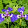 20 ALASKA IRIS Setosa Wild Flag Beachhead Blue Purple White Yellow Native Wetland Flower Seeds