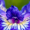 20 ALASKA IRIS Setosa Wild Flag Beachhead Blue Purple White Yellow Native Wetland Flower Seeds