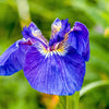 20 ALASKA IRIS Setosa Wild Flag Beachhead Blue Purple White Yellow Native Wetland Flower Seeds