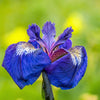 20 ALASKA IRIS Setosa Wild Flag Beachhead Blue Purple White Yellow Native Wetland Flower Seeds