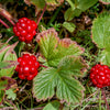 10 ARCTIC RASPBERRY Nagoonberry Rubus Arcticus Red Berry Fruit Bramble Seeds