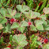 10 ARCTIC RASPBERRY Nagoonberry Rubus Arcticus Red Berry Fruit Bramble Seeds
