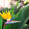 5 TROPICAL BIRD OF PARADISE Strelitzia Reginae Crane Flower Houseplant Seeds