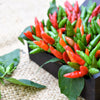 30 BIRDS Eye CHILI PEPPER (Chiltepin Pepper) Capsicum Frutescens Vegetable Seeds