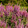50 FRAGRANT FALSE INDIGO (Dwarf Wild Indigo) Amorpha Nana Flower Seeds