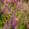 50 FRAGRANT FALSE INDIGO (Dwarf Wild Indigo) Amorpha Nana Flower Seeds