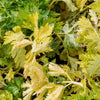 1000 GOLDEN Self-BLANCHING CELERY aka Burpee's or Dwarf Golden Apium Graveolens Dulce Vegetable Seeds